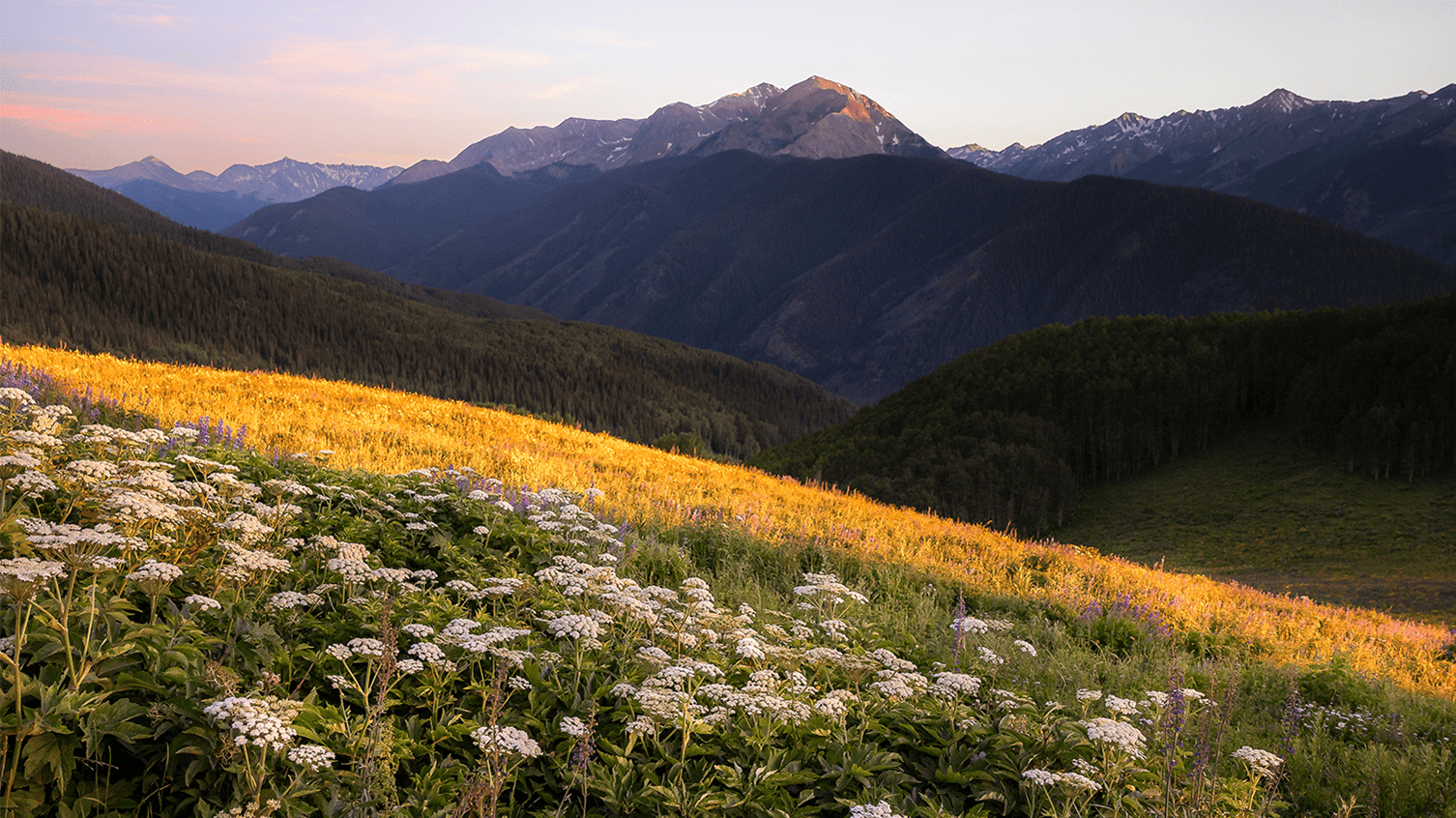 I field of yellow and white flowers at dusk, the sunset in illuminating the mountains to glow purple 